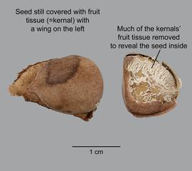   Fruit:   Thevetia peruviana , pyrene (seed enclosed in endocarp) and with part of endocarp removed; Photo by D. Walters and L. Seastone, USDA APHIS PPQ, imageID.idtools.org
